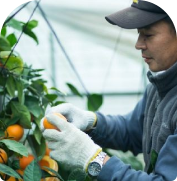 ベリーレアファーム