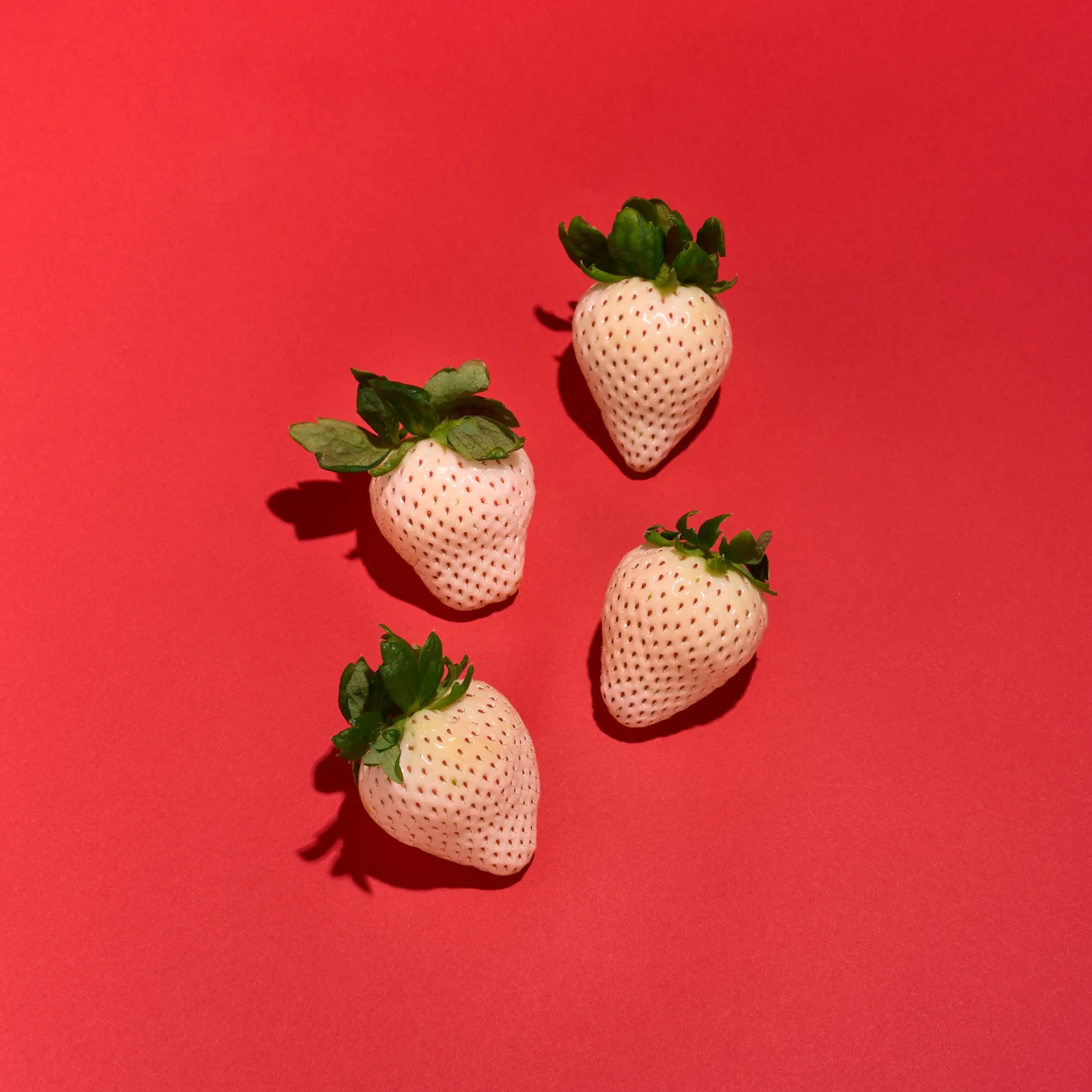 【早割】佐賀産雪うさぎ🍓桃の香りと上品な甘みが特徴の大粒いちご